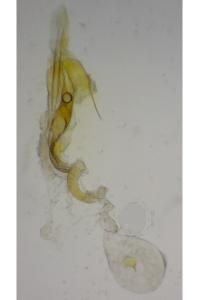 Coleophora scabrida