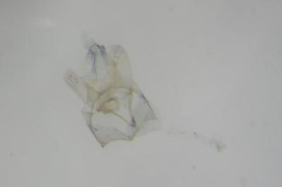 Tenaga nigripunctella