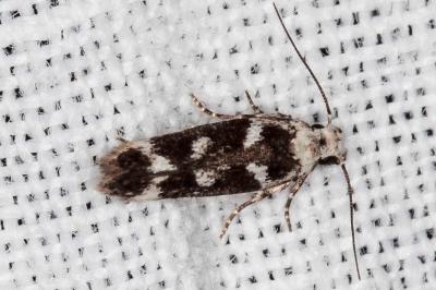 Caryocolum leucothoracellum