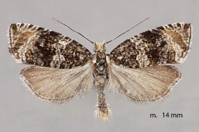 Celypha lacunana