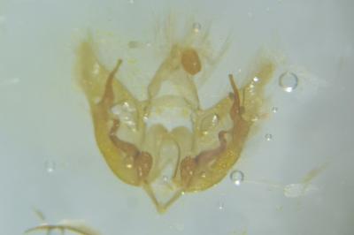 Depressaria albipunctella