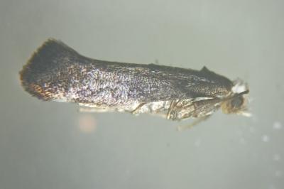 Swammerdamia pyrella