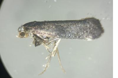 Swammerdamia pyrella