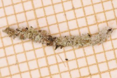 Infurcitinea argentimaculella