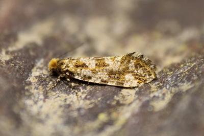 Triaxomera parasitella