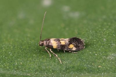 Chrysoesthia sexguttella