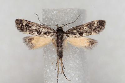 Denisia lutea