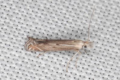 Isophrictis celsei