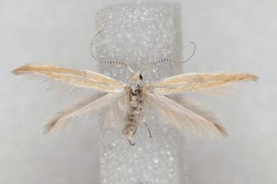 Coleophora congeriella