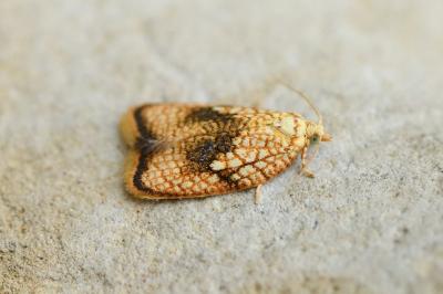 Acleris forsskaleana