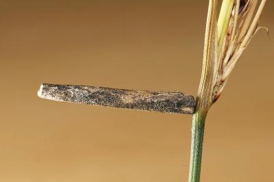 Epidola stigma