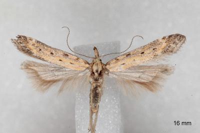 Metzneria paucipunctella
