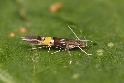 Cosmopterix scribaiella