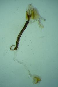 Coleophora trifariella