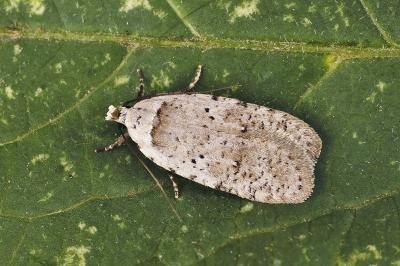 Agonopterix cadurciella