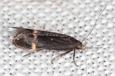 Aproaerema patruella