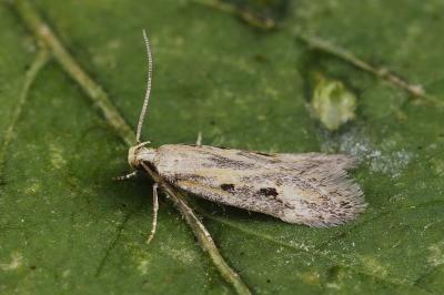 Mirificarma ulicinella