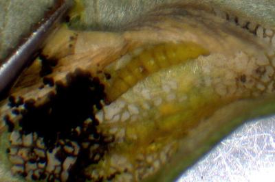 Phyllonorycter quinqueguttella