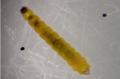Phyllonorycter quinqueguttella