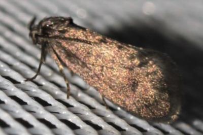 Bacotia claustrella