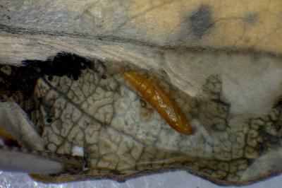 Phyllonorycter quinqueguttella