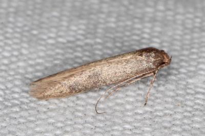 Haplochrois buvati
