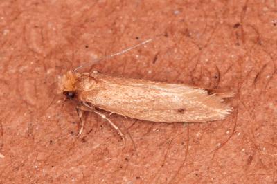 Tinea murariella