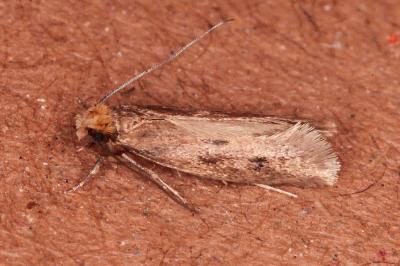 Tinea murariella