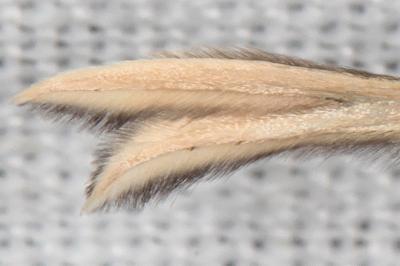 Tabulaephorus punctinervis
