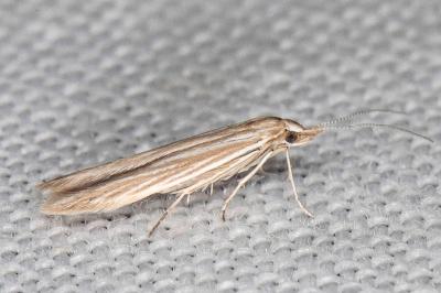 Coleophora virgaureae