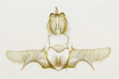 Eana derivana