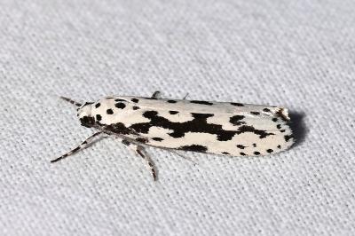 Ethmia candidella