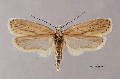Agonopterix pallorella