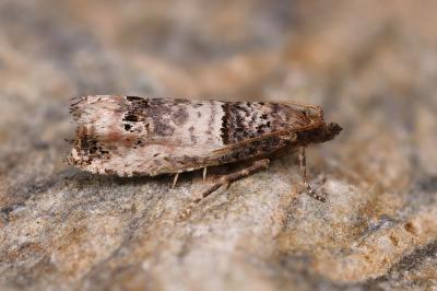 Notocelia mediterranea