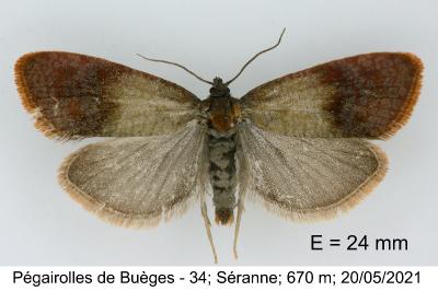 Pelatea klugiana