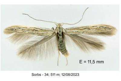 Coleophora iperspinata