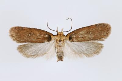 Agonopterix selini