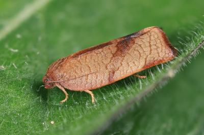Cacoecimorpha pronubana