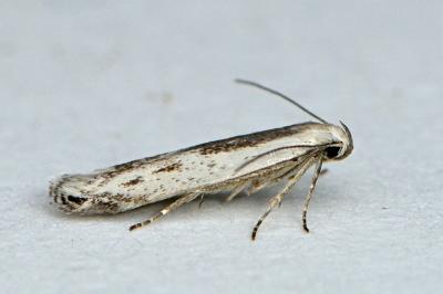 Thiotricha subocellea