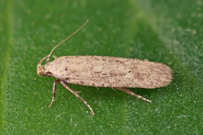 Platyedra subcinerea