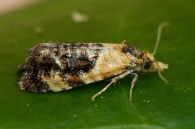 Phtheochroa purpuratella