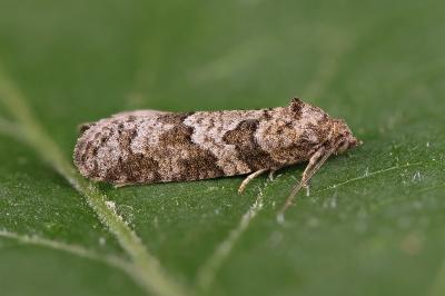 Cnephasia stephensiana