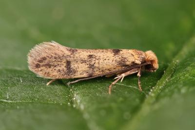 Tinea basifasciella