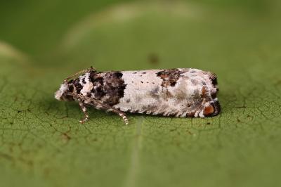 Epinotia thapsiana