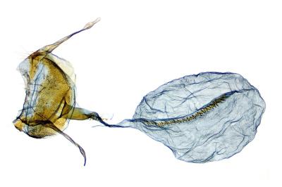 Cnephasia genitalana