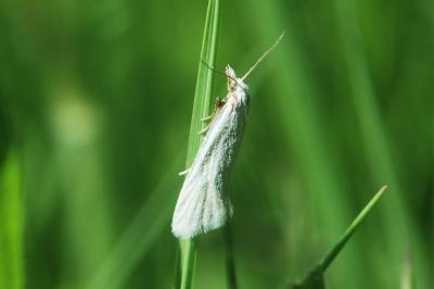 Phtheochroa frigidana