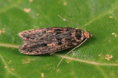 Hofmannophila pseudospretella