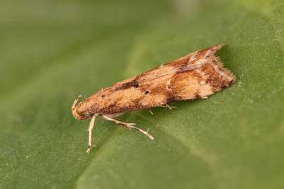 Brachmia blandella