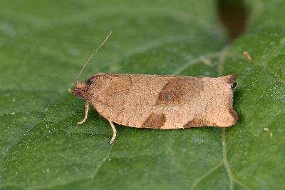Choristoneura hebenstreitella