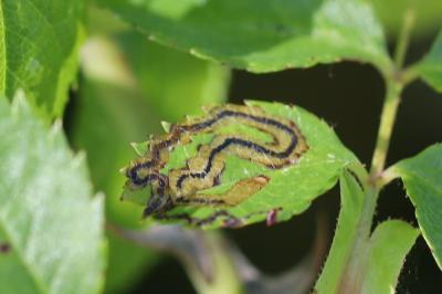 Stigmella anomalella